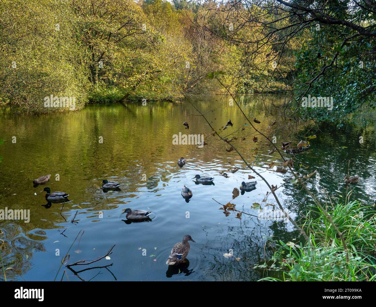 Scouts Pond à Penrhos Coastal Park, Holyhead, pays de Galles, Royaume-Uni Banque D'Images
