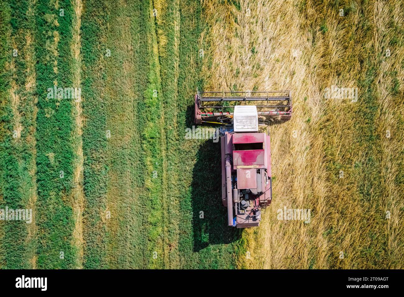 Moissonneuse agricole récolte les récoltes dans les champs. Bélarus Banque D'Images