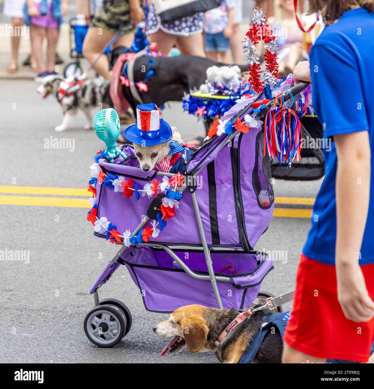 Un petit chien en costume chevauchant dans une voiture d'enfant violette dans un défilé Banque D'Images