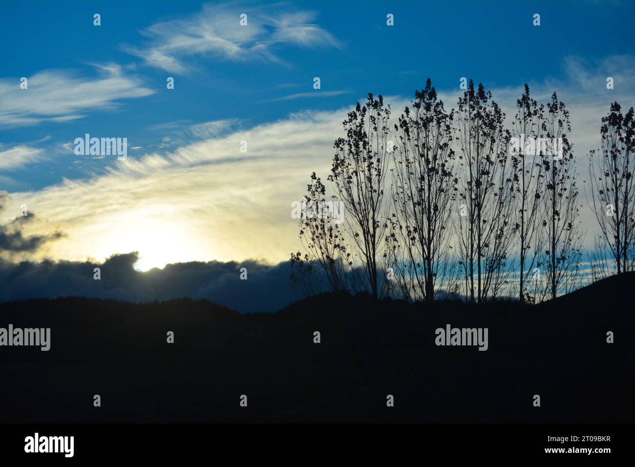 Silhouettes d'arbres et ciel bleu. Lever de soleil en Nouvelle-Zélande. Banque D'Images