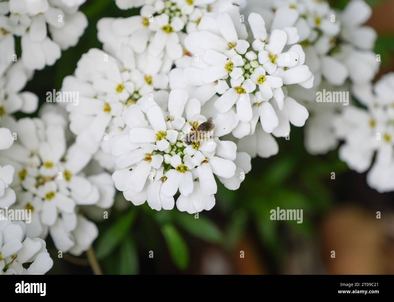 Fleurs blanches de la pervenche candytuft avec une abeille sauvage. Iberis sempervirens. Banque D'Images