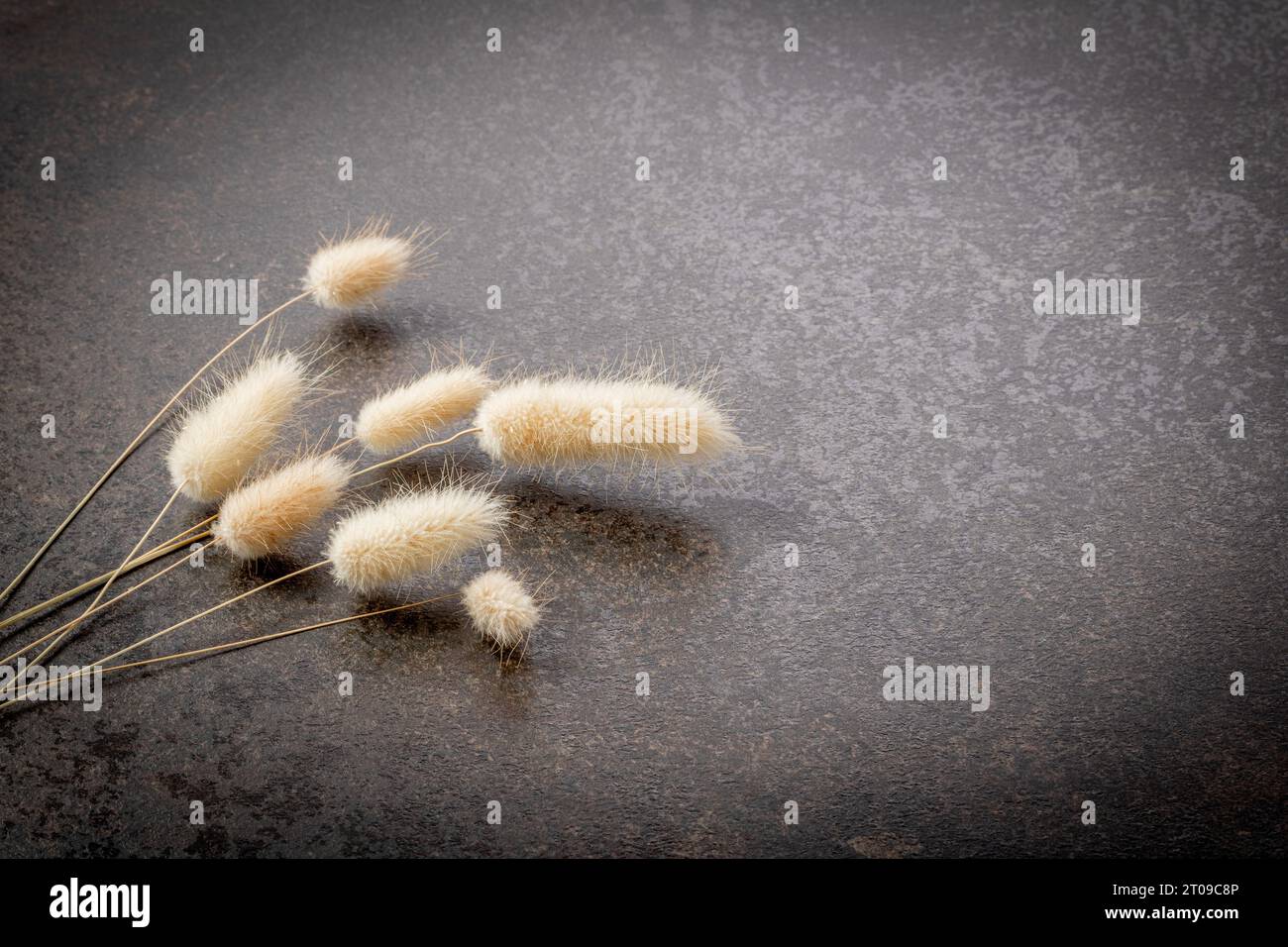 Bouquet de plantes d'herbe de queue sèche sur un fond sombre avec une vignette, modèle pour une carte postale. Banque D'Images