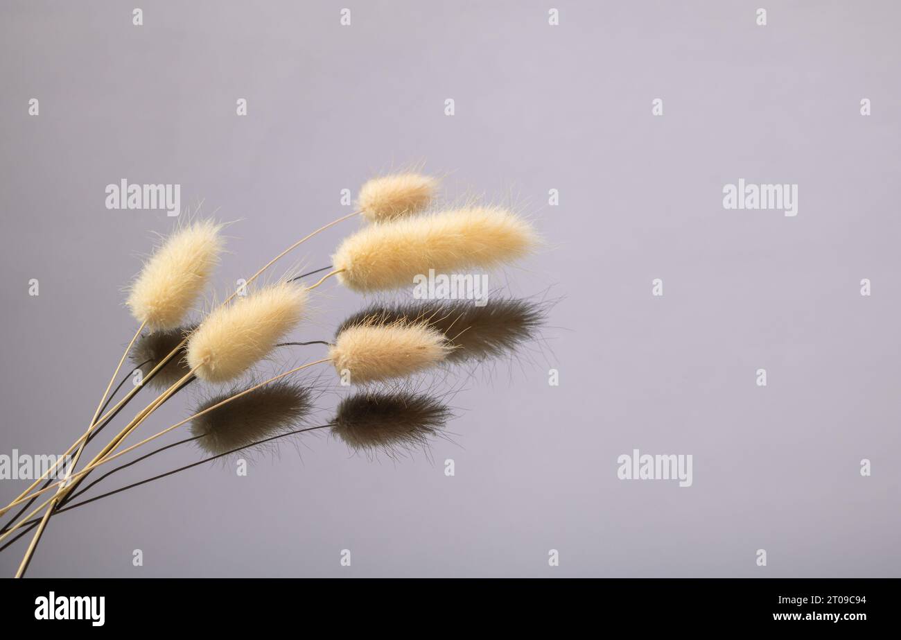 Un tas de plantes d'herbe de queue sèche est magnifiquement reflété dans un fond miroir noir, modèle pour une carte postale. Banque D'Images