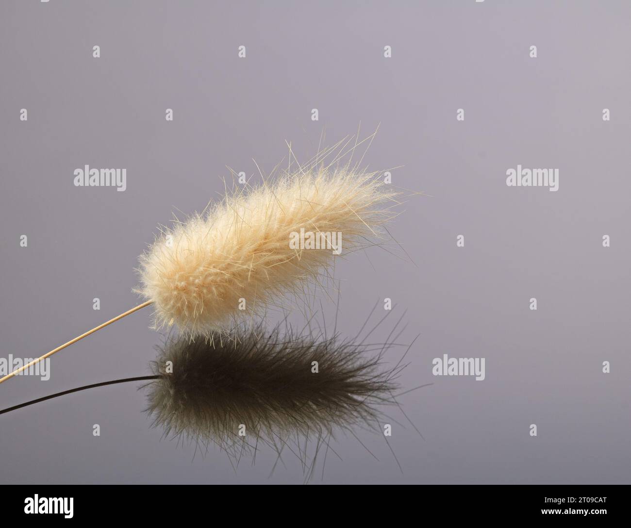 Une seule fleur séchée d'une plante d'herbe de queue est magnifiquement reflétée dans un fond miroir noir. Banque D'Images