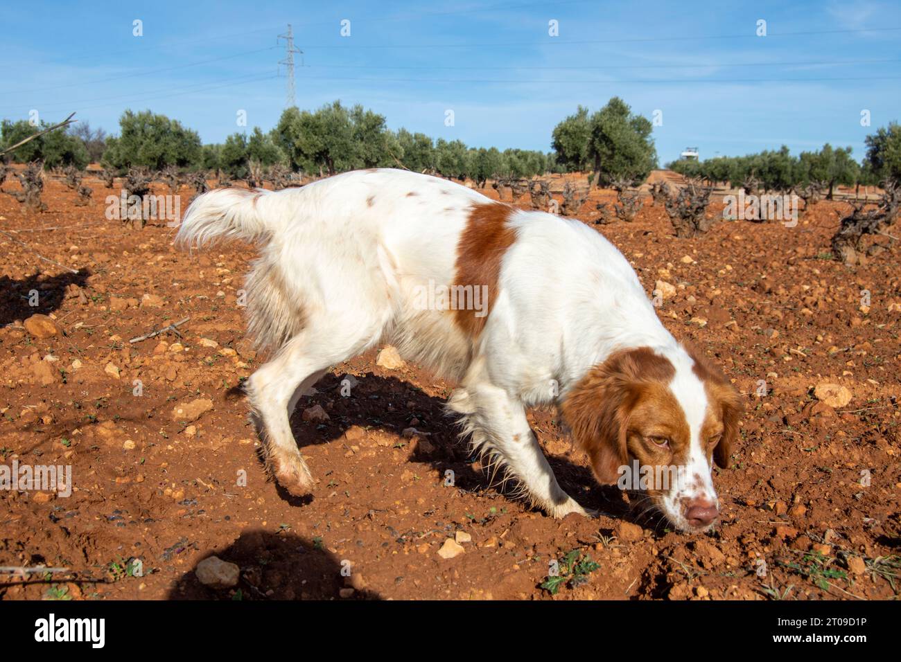 Perro de caza Bretón Español olfateando Banque D'Images