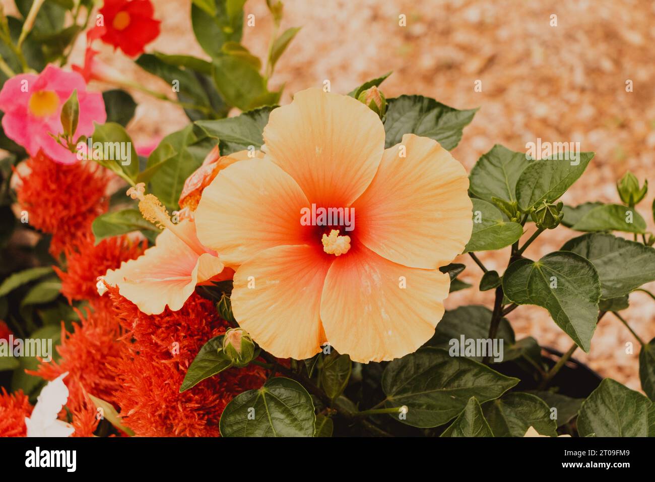 Fleur d'hibiscus jaune close up Banque D'Images