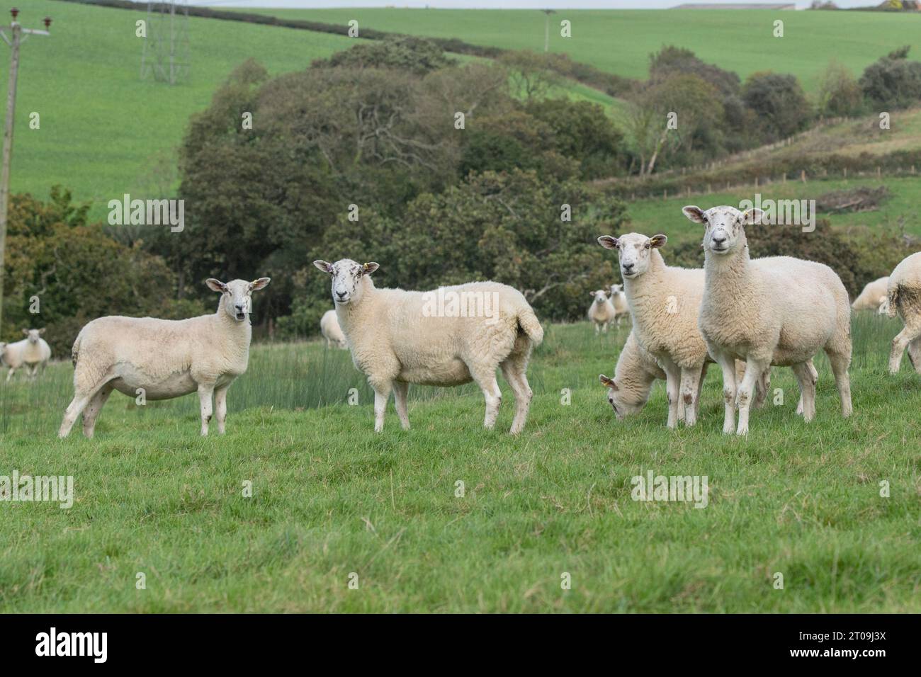 brebis Banque D'Images