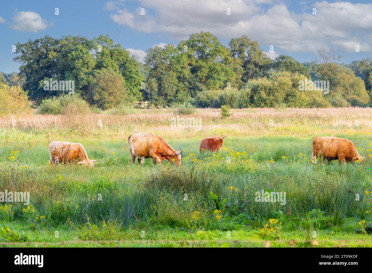 Beau paysage naturel avec pâturage sauvage du bétail écossais des Highlands dans la vallée du ruisseau du Roder Diep, parc national Drentsche AA dans le DUT Banque D'Images