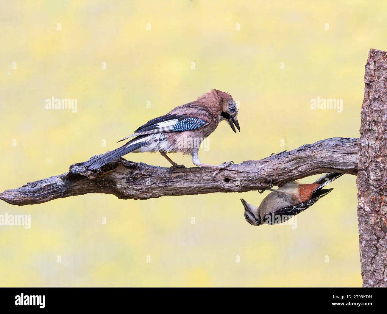 Un jay avec un grand pic taché sur une branche avec de la nourriture pour oiseaux argumentent sur qui est à la mangeoire le jay a une attitude menaçante et le woo Banque D'Images