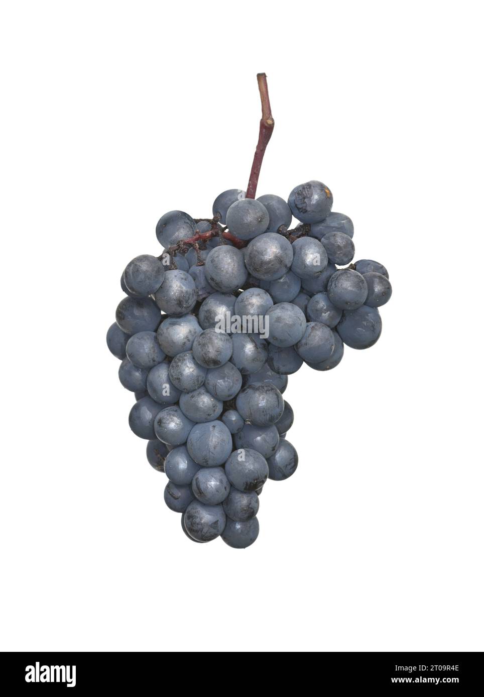 Vigne - Vitis vinifera Banque D'Images