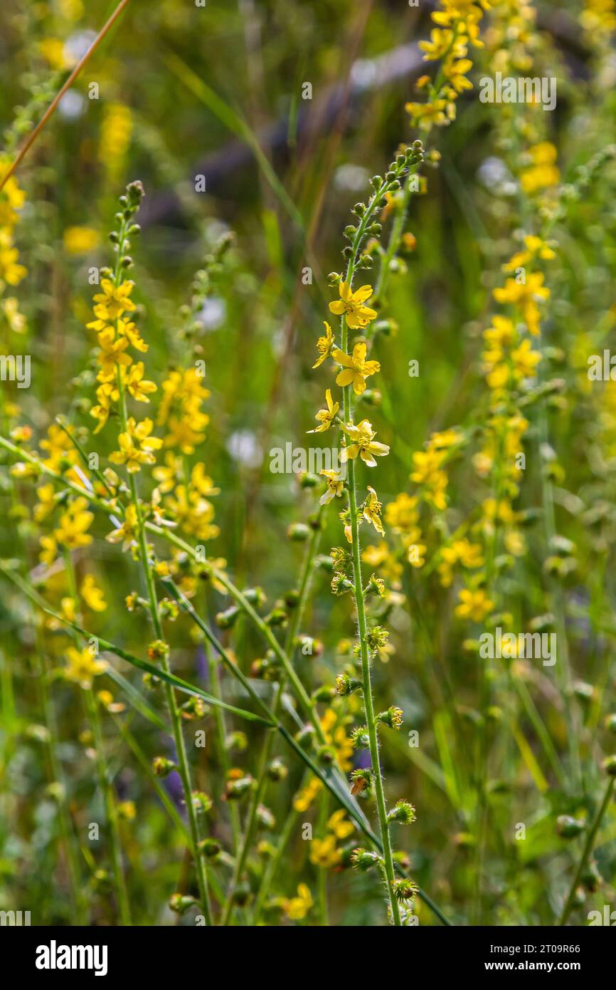 L'été dans la nature parmi les herbes sauvages est en fleurs agrimonia eupatoria. Banque D'Images