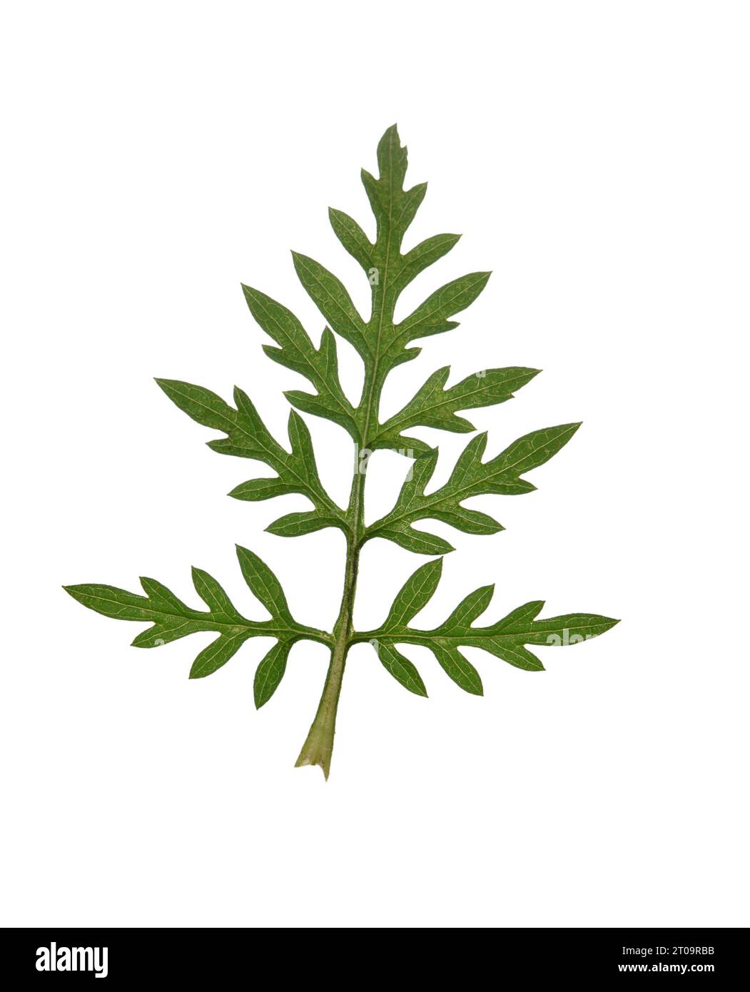 Ambroisie - Ambrosia artemisiifolia Banque D'Images