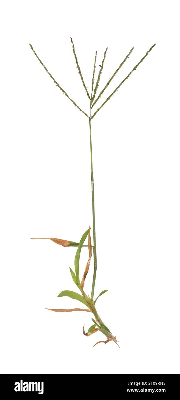 Herbe poilue - Digitaria sanguinalis Banque D'Images