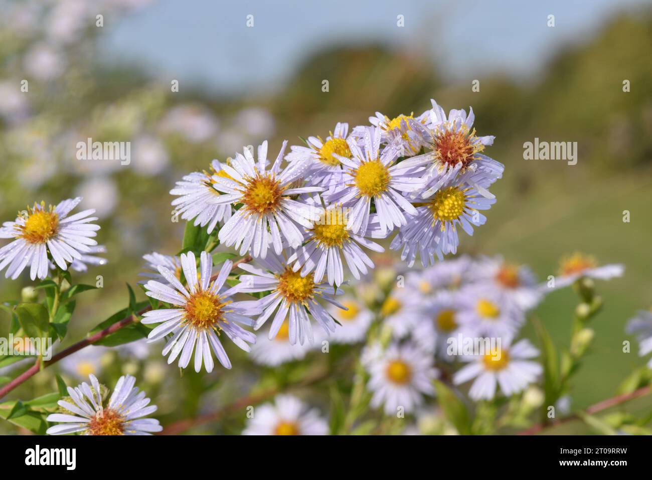 Michaelmas-Daisy - Aster x versicolor Banque D'Images