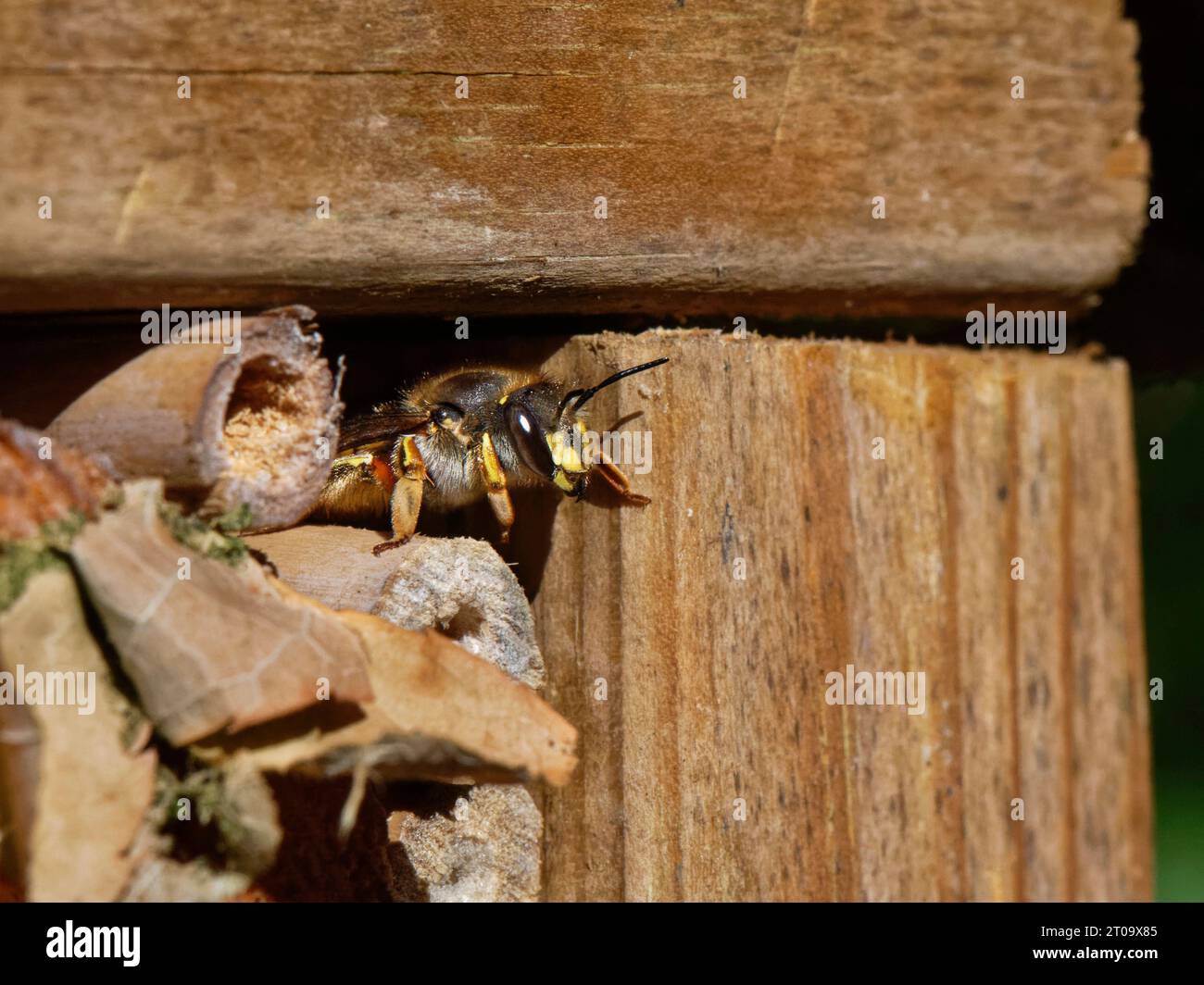 Carder Bee (Anthidium manicatum) femelle émergeant d'une crevasse dans un hôtel à insectes dans un jardin, Wiltshire, Royaume-Uni, juillet. Banque D'Images