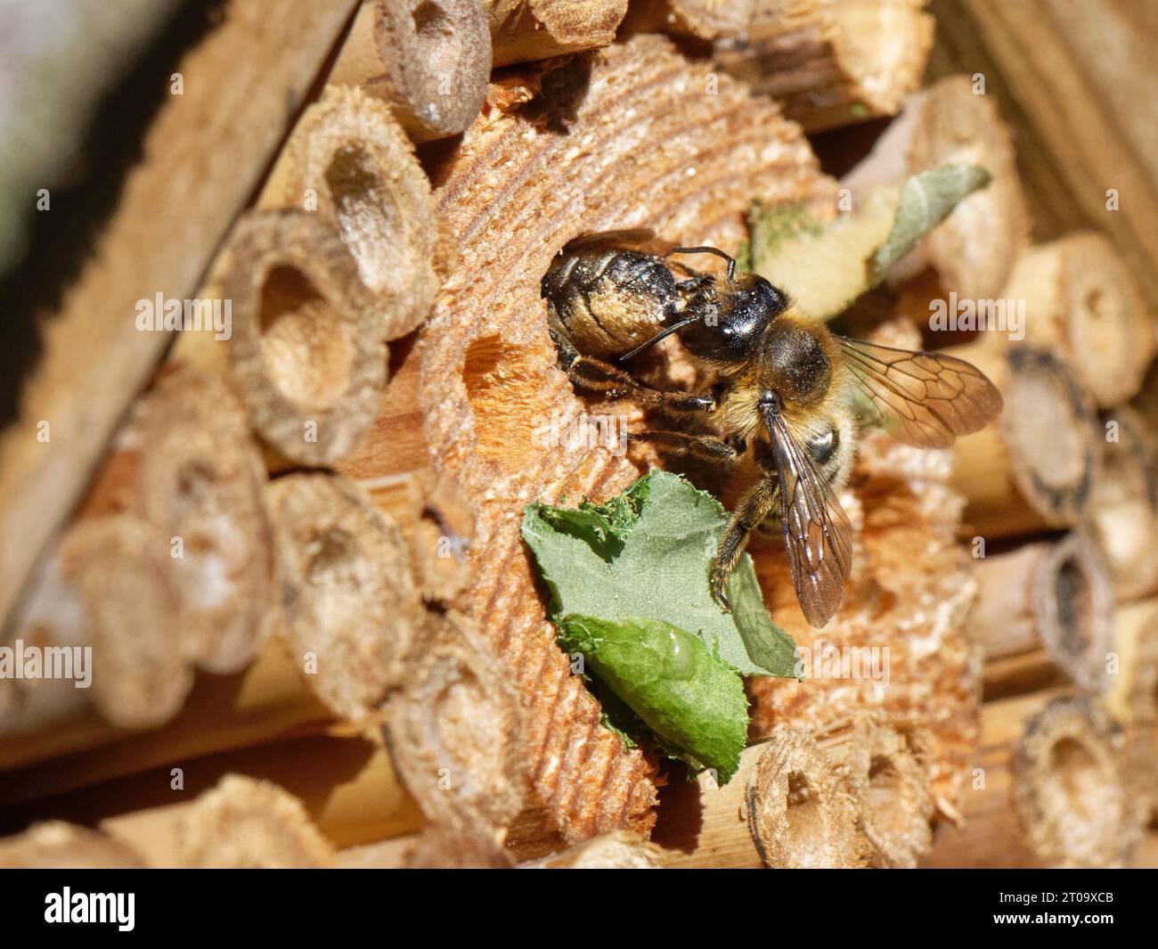Une abeille tailleuse de feuilles (Megachile ligniseca) femelle attaquant une autre avec laquelle elle est en compétition pour un terrier de nid dans un hôtel à insectes, au Royaume-Uni. Banque D'Images
