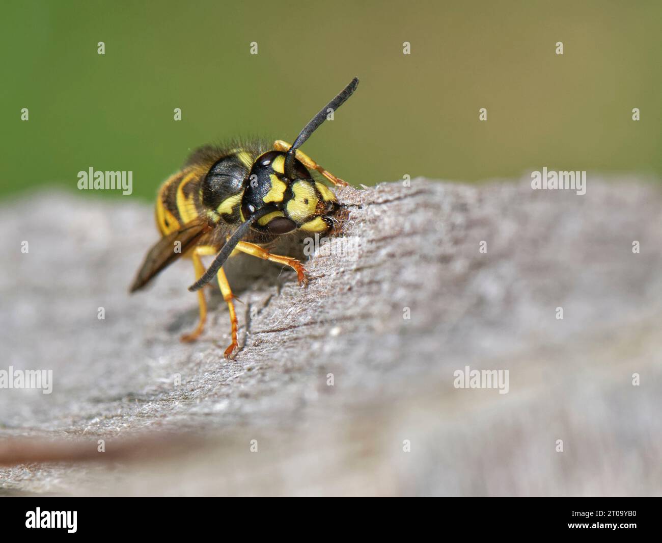 Ouvrier de la guêpe allemande (Vespula germanica) raclant du bois pour ...