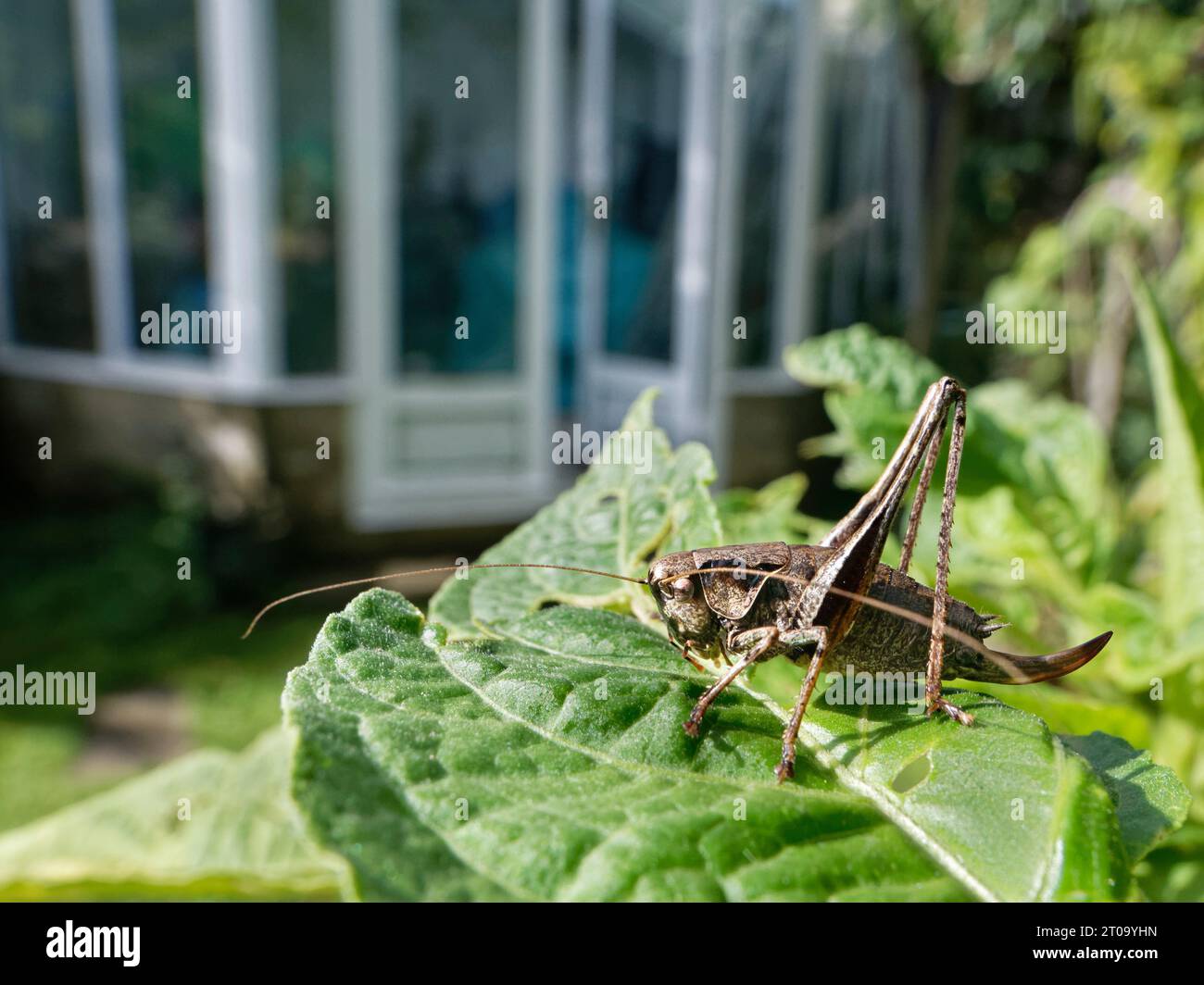 Cricket de brousse sombre (Pholidoptera griseoaptera) femelle prenant le soleil sur une feuille dans un jardin près d'une serre, jardin Wiltshire, Royaume-Uni, septembre. Banque D'Images