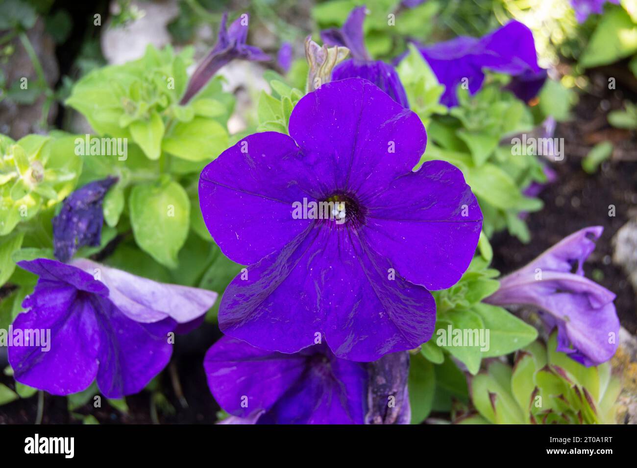 Flores de Jardín, petunia lila Banque D'Images