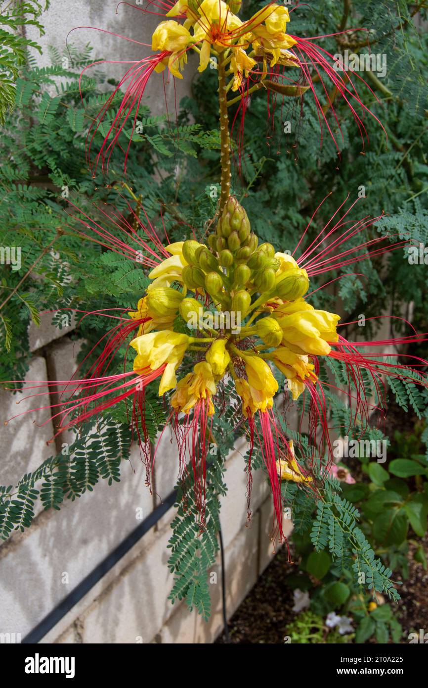 Flores de Jardín, flor de árbol chino Banque D'Images