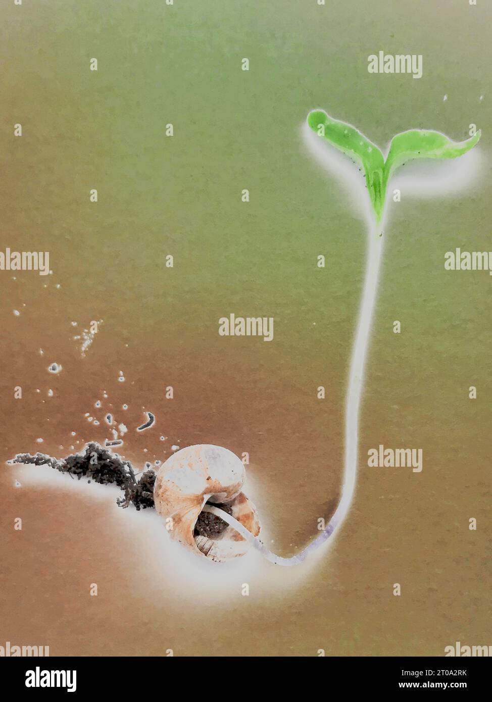 Concept art : une pousse de plante poussant à partir d'une coquille d'escargot, illustrant l'épissage de gènes, les hybrides animal-plante, la persistance de la vie, la vie hors de la mort. Banque D'Images