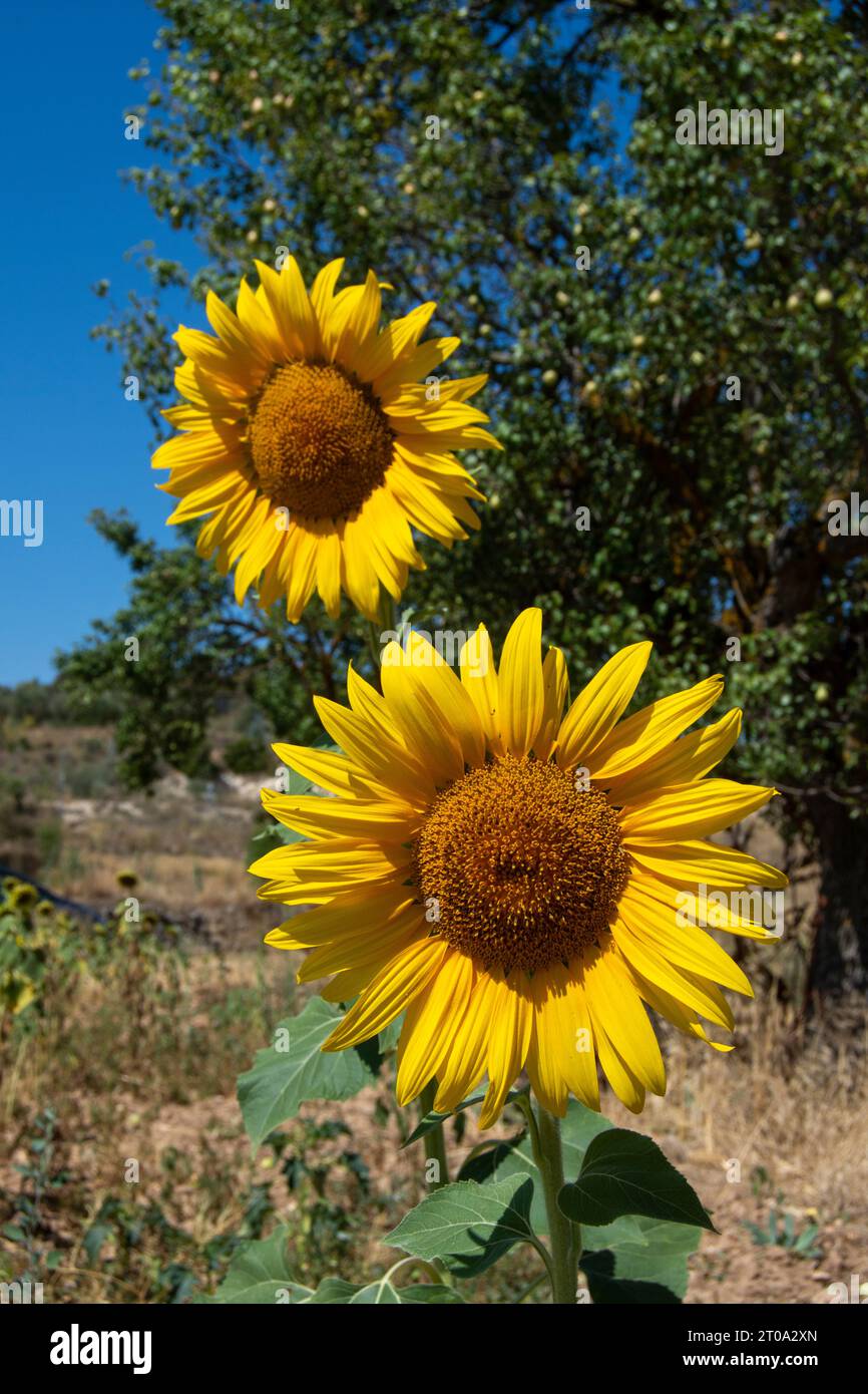 Flor de girasol Banque D'Images