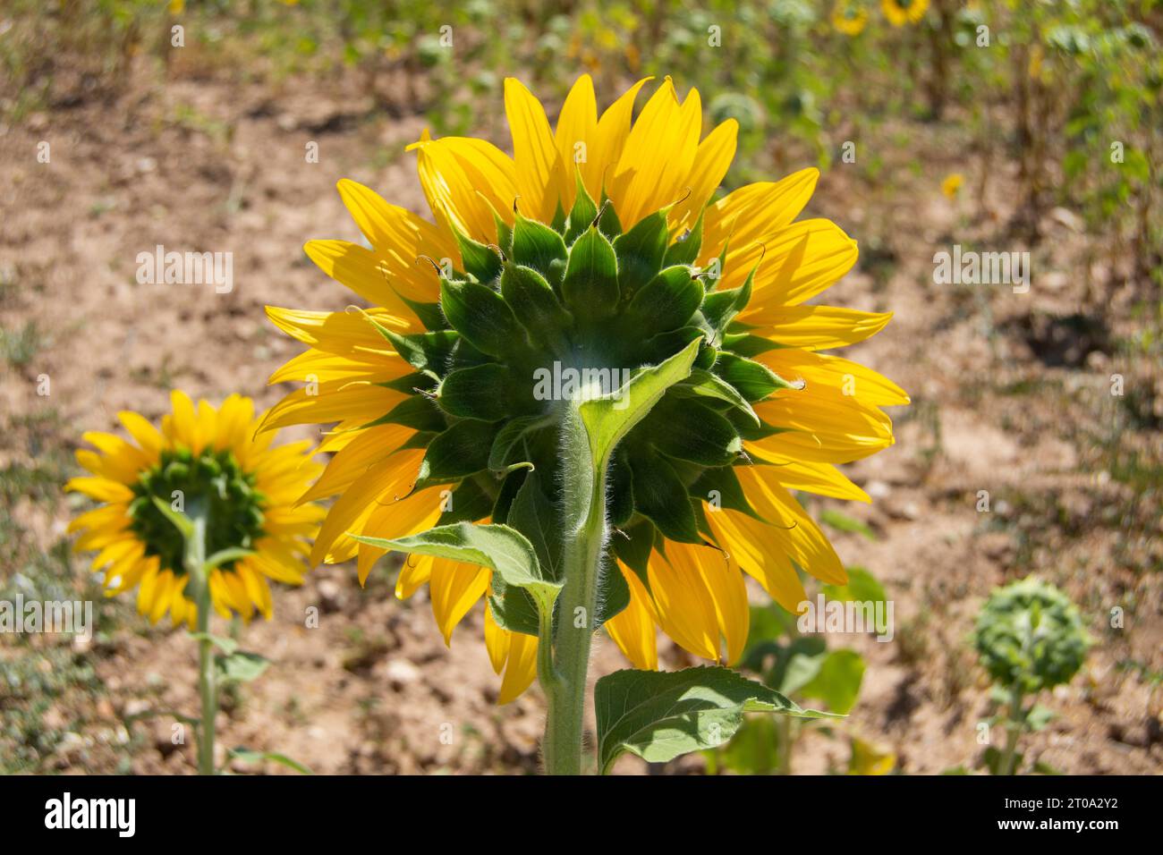 Flor de girasol Banque D'Images