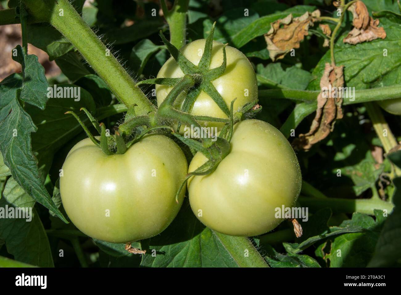 Tomates verdes madurando Banque D'Images