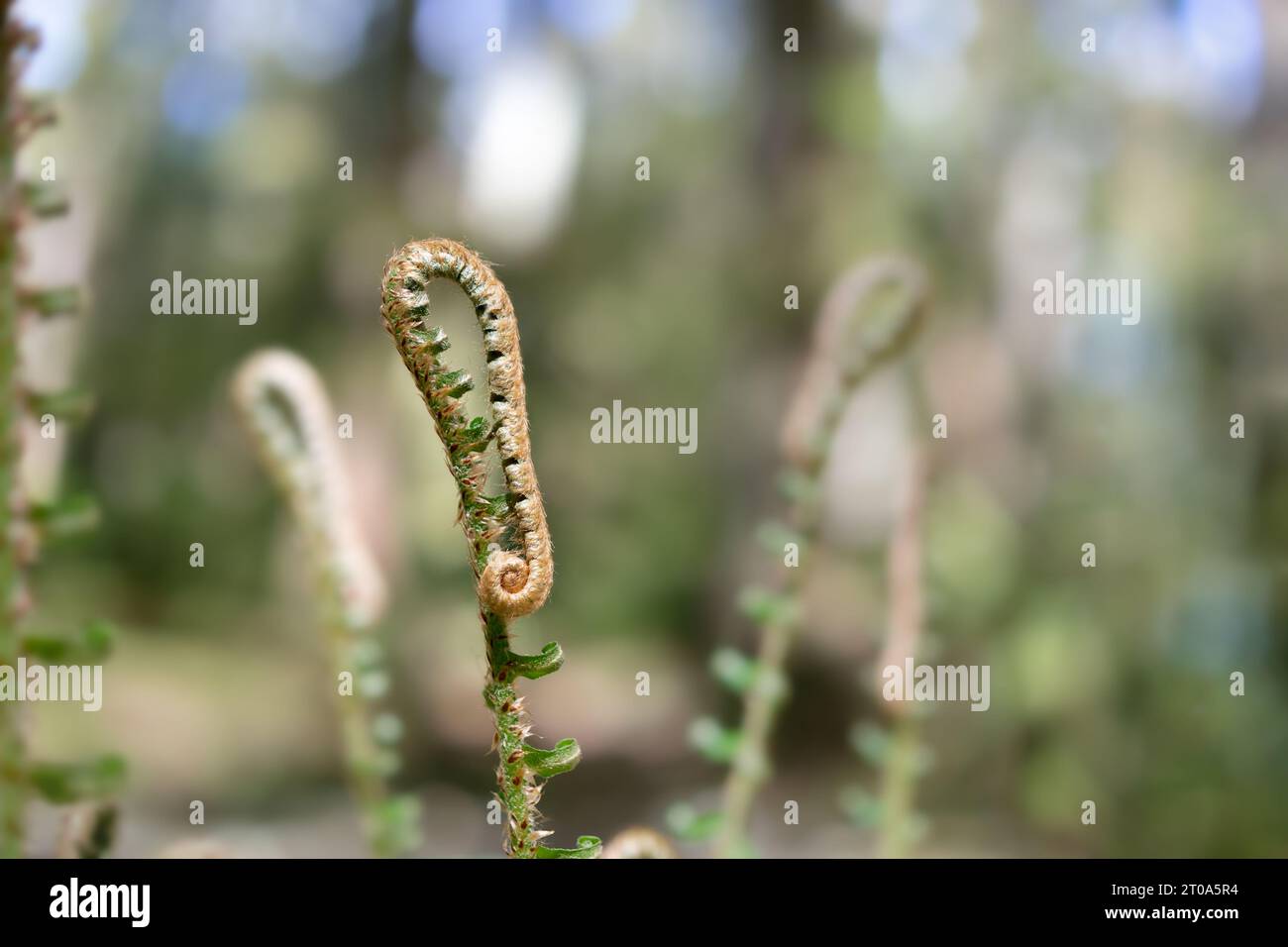 Têtes de fougères abstraites dans la lumière du soleil et le ciel bleu, gros plan. Texture de fond nature. Jeune épée occidentale feuilles de fougère encore bouclées. Mise au point sélective Banque D'Images