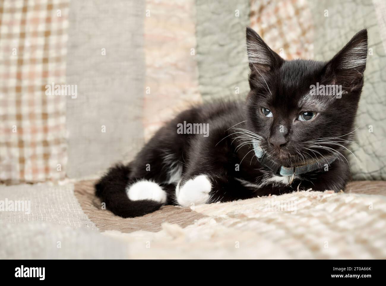 Chaton noir fatigué sur le canapé avec une couverture de couette. Mignon chat mâle de 8 semaines est fatigué de jouer et prêt à dormir. Look Kitty smoking noir et blanc Banque D'Images