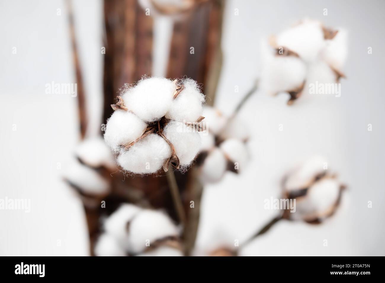 Fleurs de coton séchées sur tige. Gros plan. Arrière-plan naturel. Arrangement de fleurs douces blanches pour le style rustique ou ferme. Symbole de chance, de guérison et de p Banque D'Images