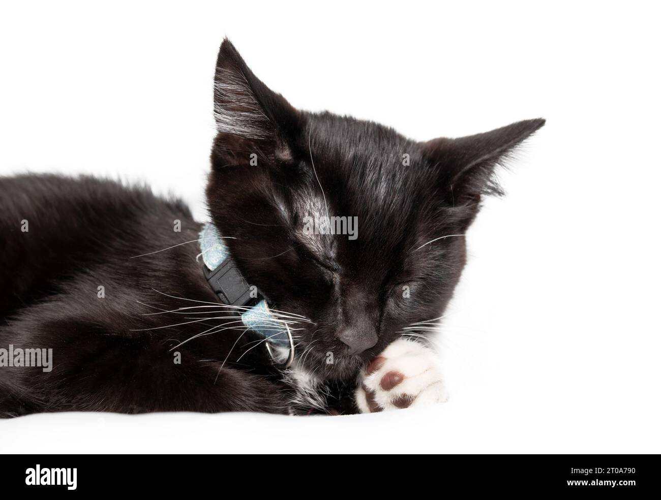 Chaton isolé endormi, gros plan. Sieste de chatte de smoking à poils courts partielle après avoir joué les yeux fermés. Bébé mâle noir et blanc de 8 semaines Kite Banque D'Images