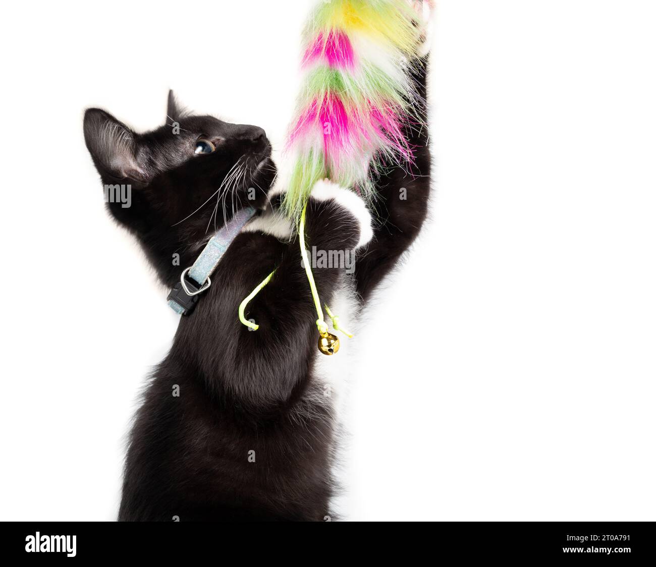 Tuxedo chaton jouant avec le jouet de plume tout en se tenant debout. Profil latéral partiellement isolé d'un chat joueur de 8 semaines attrapant ou attrapant un c moelleux Banque D'Images