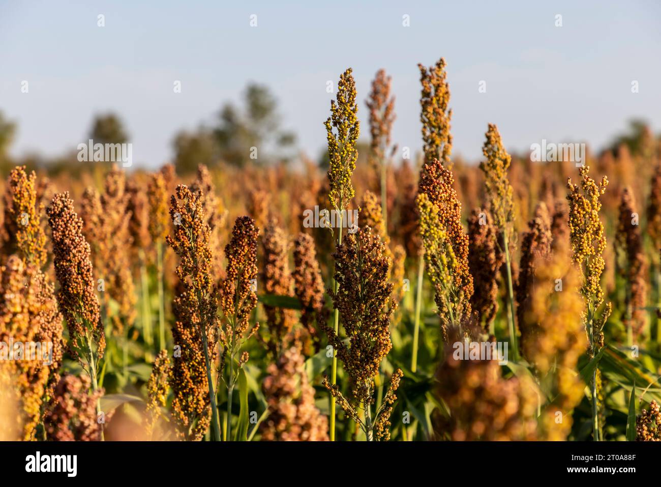 Culture du millet en Frioul-Vénétie Julienne, Italie Banque D'Images