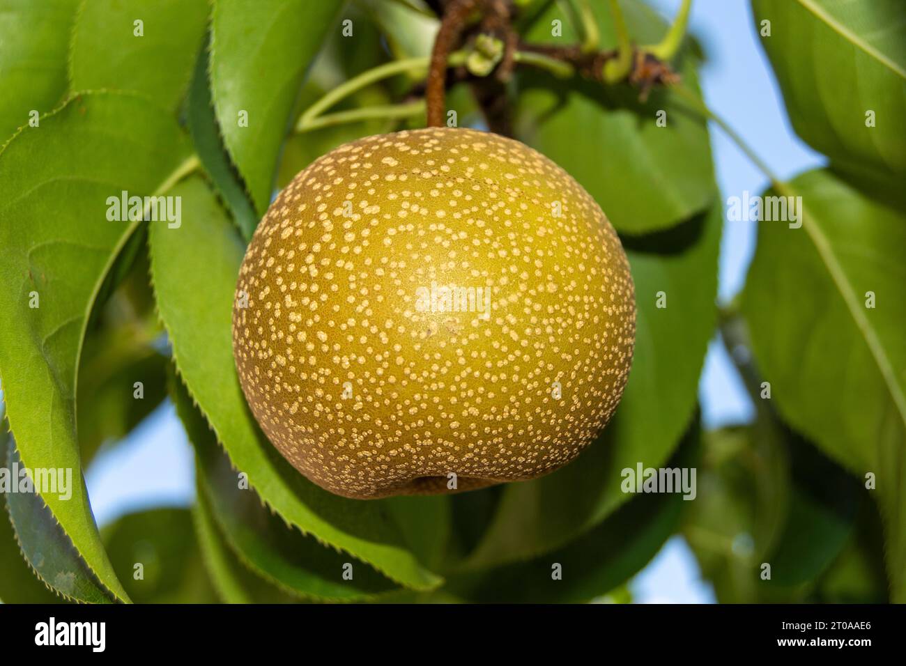 Nashi, fruta de oriente Banque D'Images