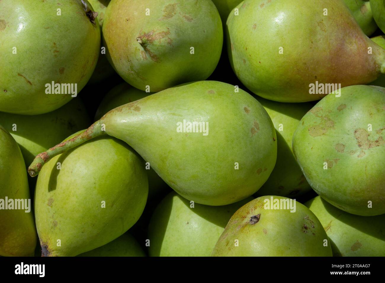 Peras, fruta sabrosa Banque D'Images