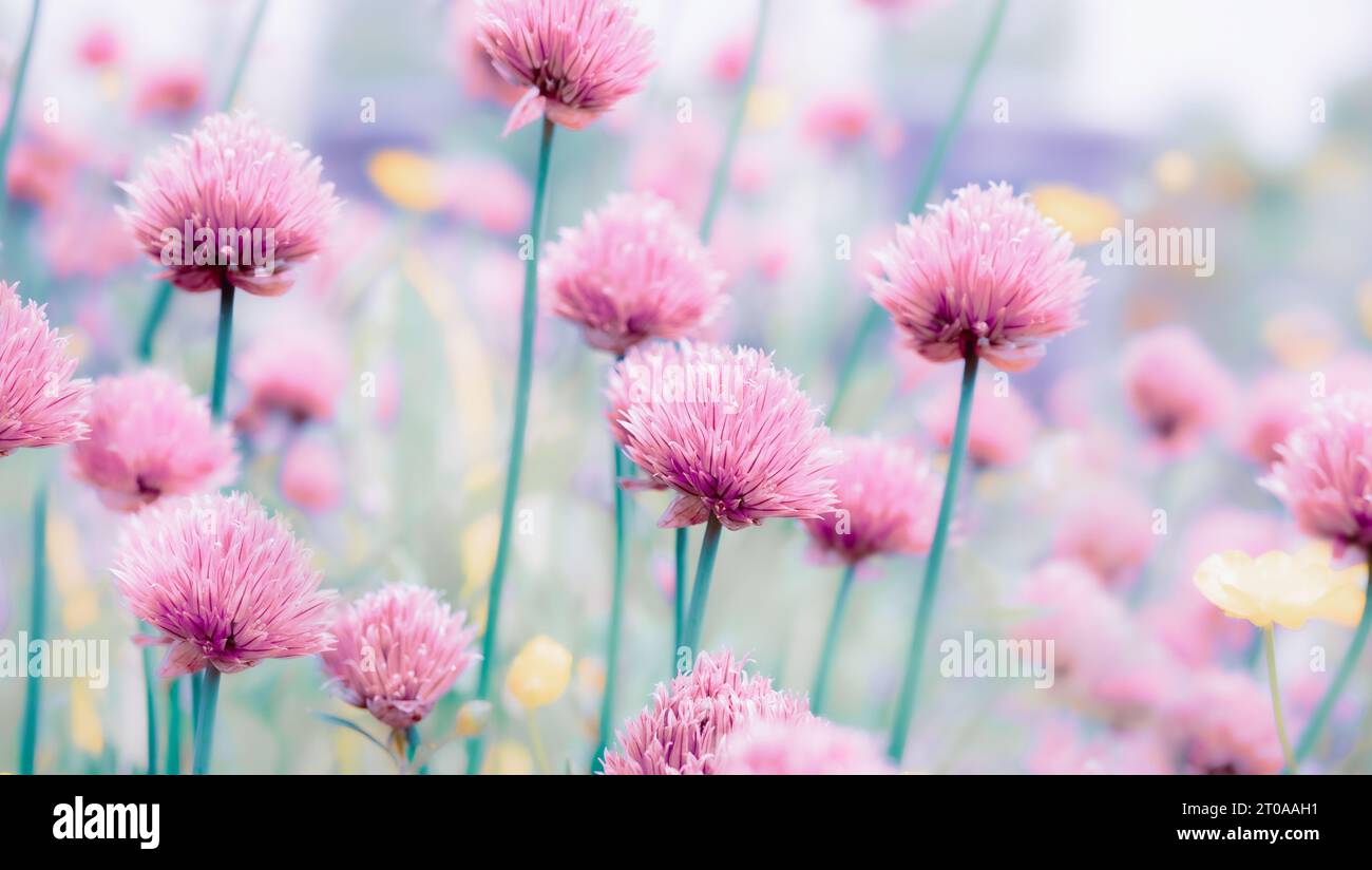 Fleurs abstraites de ciboulette fleurissant dans le jardin, tôt le matin. Fleurs jaunes et roses douces et défocalisées en fleurs, gros plan. Sac de printemps floral magique Banque D'Images