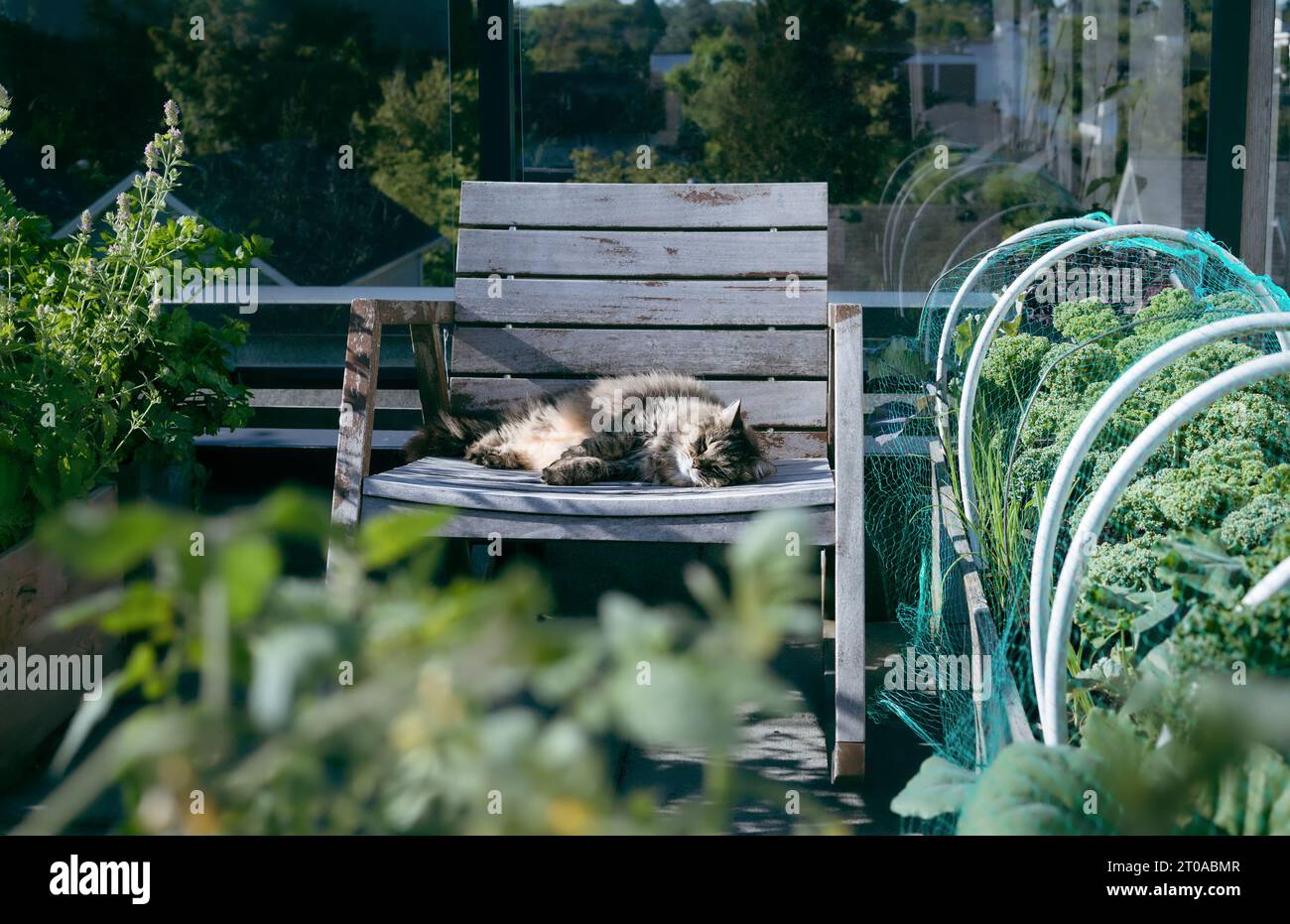 Chat heureux dormant sur une chaise tout en profitant de la journée ensoleillée sur le patio sur le toit. chat tabby femelle de 16 ans couché sur le côté sur la chaise entre défocalisé Banque D'Images