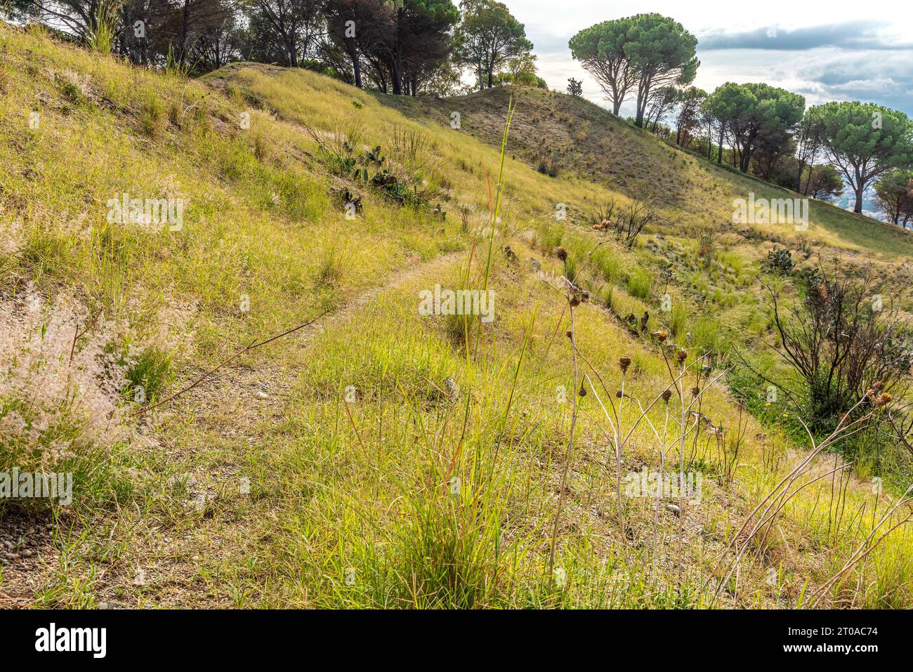 Sentiero nel prato di una collina con pini sullo sfodo Banque D'Images