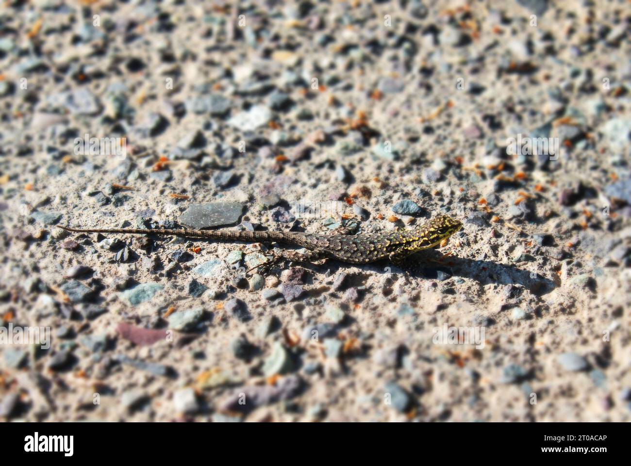 Petit lézard camouflé sur un chemin de pierre et de béton Banque D'Images