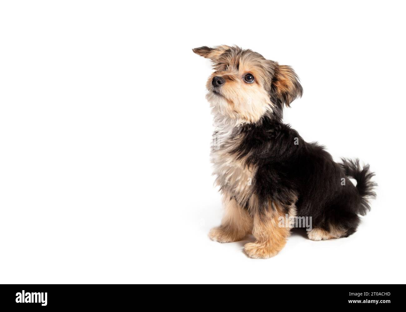 Chiot isolé assis sur le côté tout en regardant vers le haut. Formation à l'obéissance du chiot ou attente de quelque chose de curieux. Chiot moelleux mignon ou chien jouet. Noir et b Banque D'Images