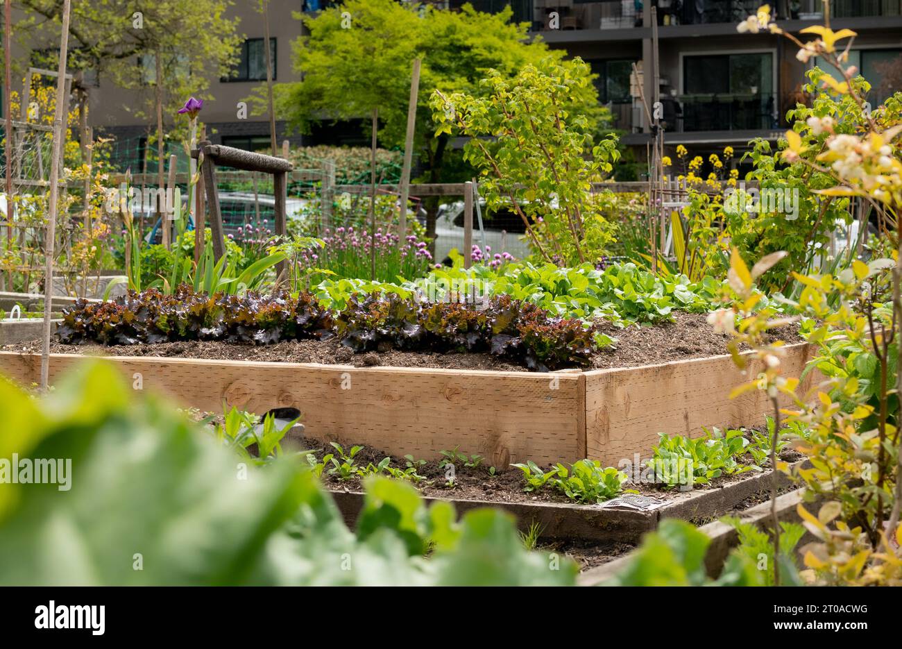 Laitue rouge dans le terrain de lit de jardin surélevé d'un jardin communautaire dans la ville. Cultivez vos propres légumes ou autosuffisance dans les villes. Mise au point sélective Banque D'Images