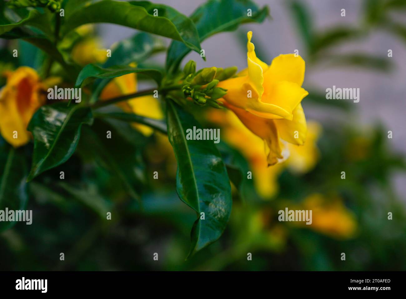 Fleur jaune, mur gris Banque D'Images