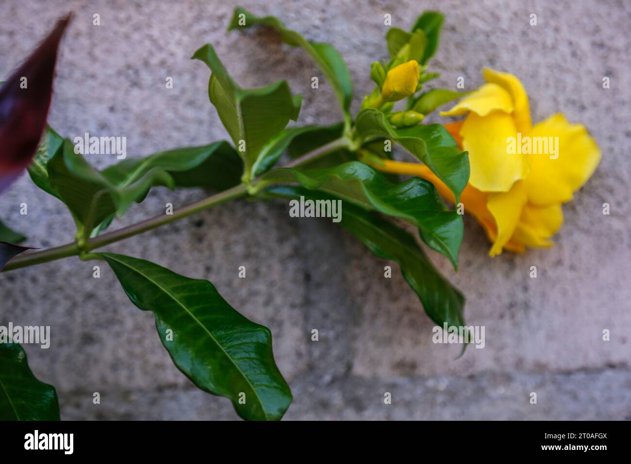 Fleur jaune, mur gris Banque D'Images