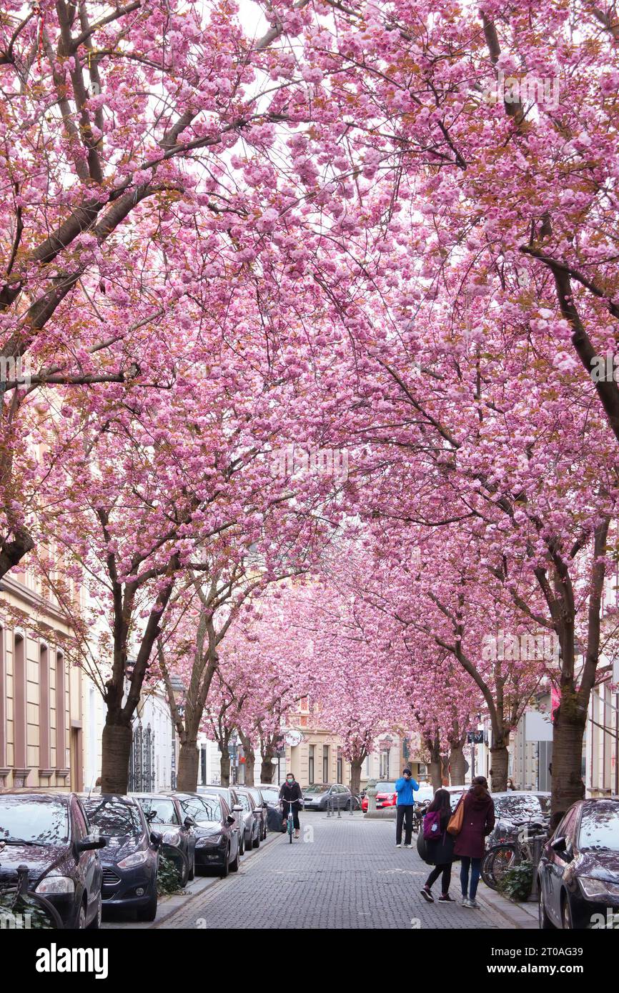 Bonn, Allemagne - 16 avril 2021 : voitures garées sous des cerisiers en fleurs sur Heerstrasse à Bonn, Allemagne un jour de printemps. Banque D'Images