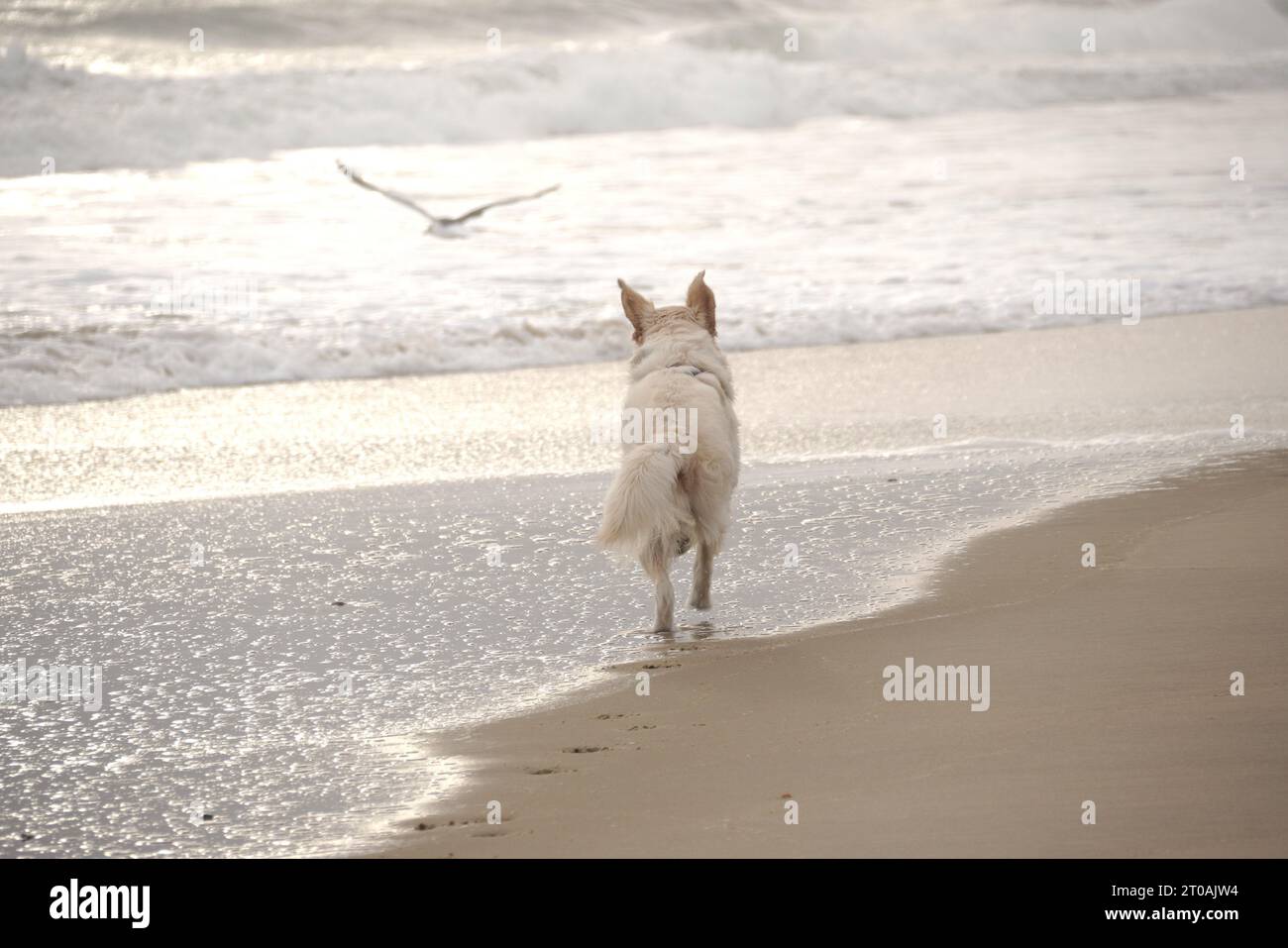 Adorable crème anglaise Golden Retriever Puppy profite de son premier anniversaire à la plage! Banque D'Images