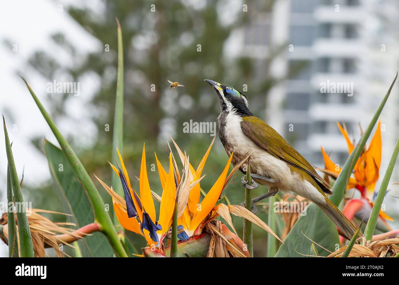 Mangeur de miel au visage bleu dans Bird of Paradise Bush regardant une abeille voler de près. Banque D'Images