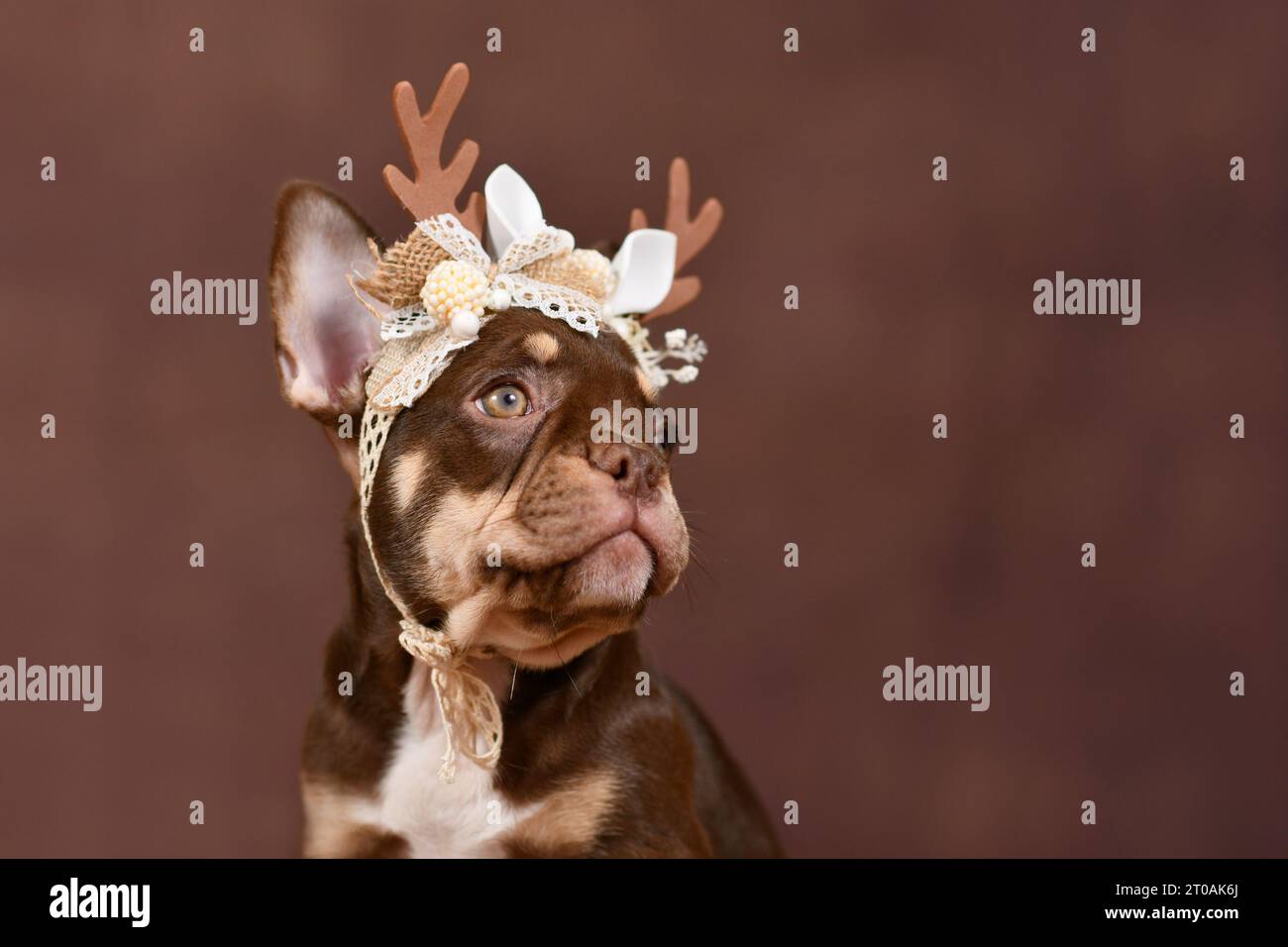 Chiot Bulldog français coloré Mocca Tan avec des bois de renne sur fond brun Banque D'Images