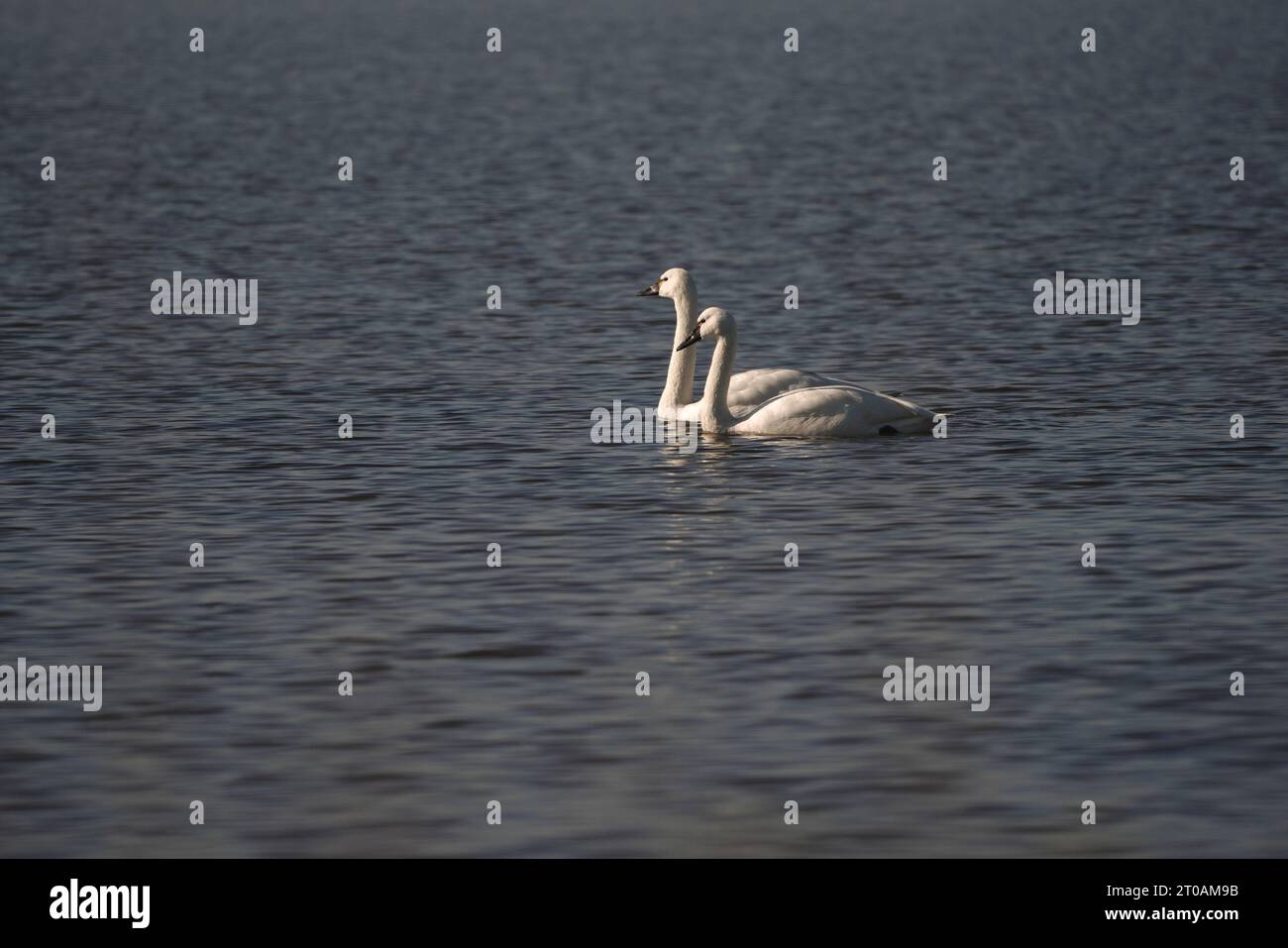 Cygnes, canards et oies migrant vers la côte immaculée des Outer Banks de Caroline du Nord Banque D'Images