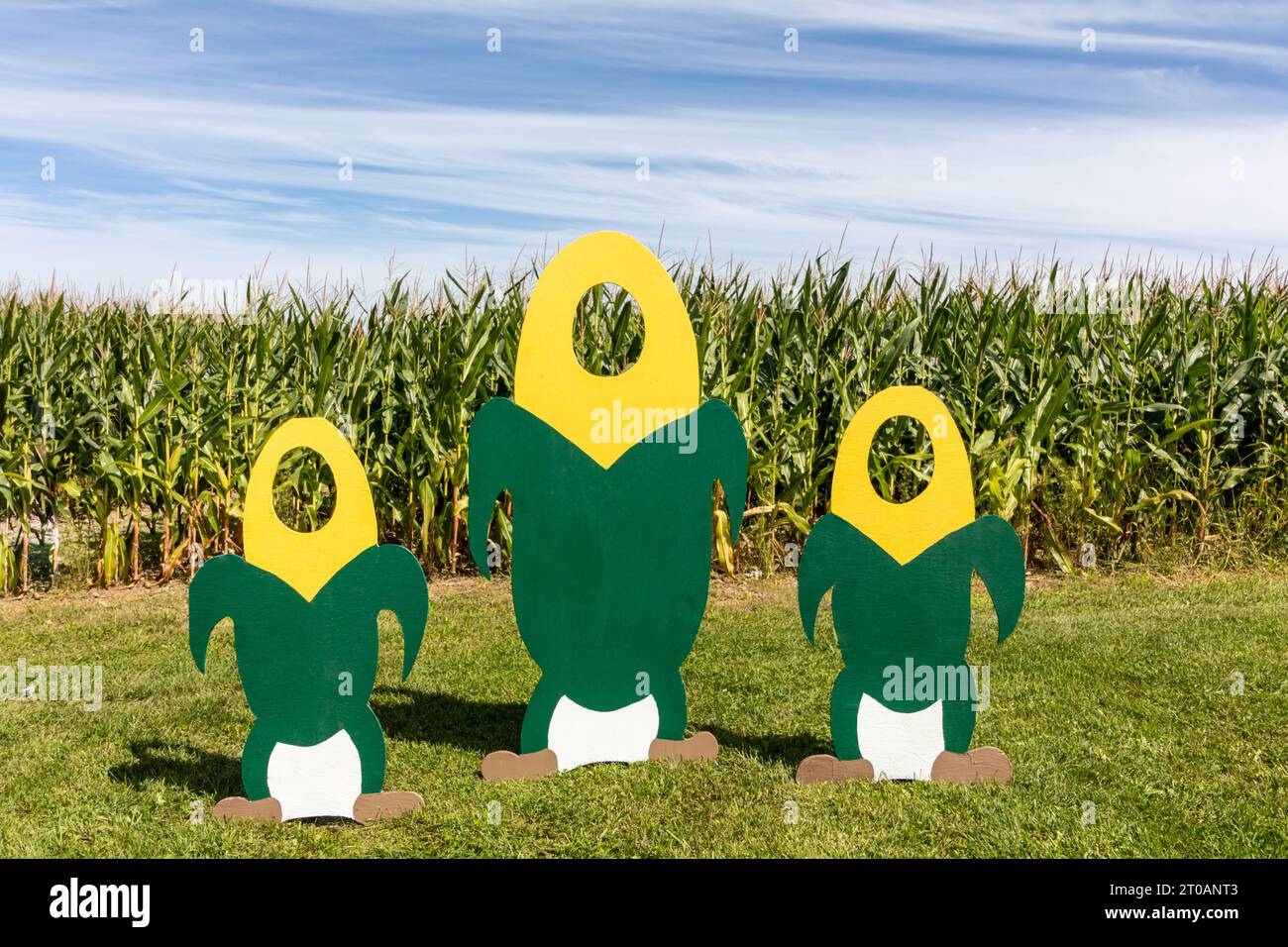 Découpes de maïs pour les photos devant le labyrinthe de maïs ciel bleu en début d'après-midi d'automne Banque D'Images